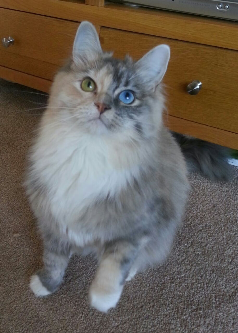 法甲巅峰之战：冲刺冠军的决战时刻，法甲冠军排名