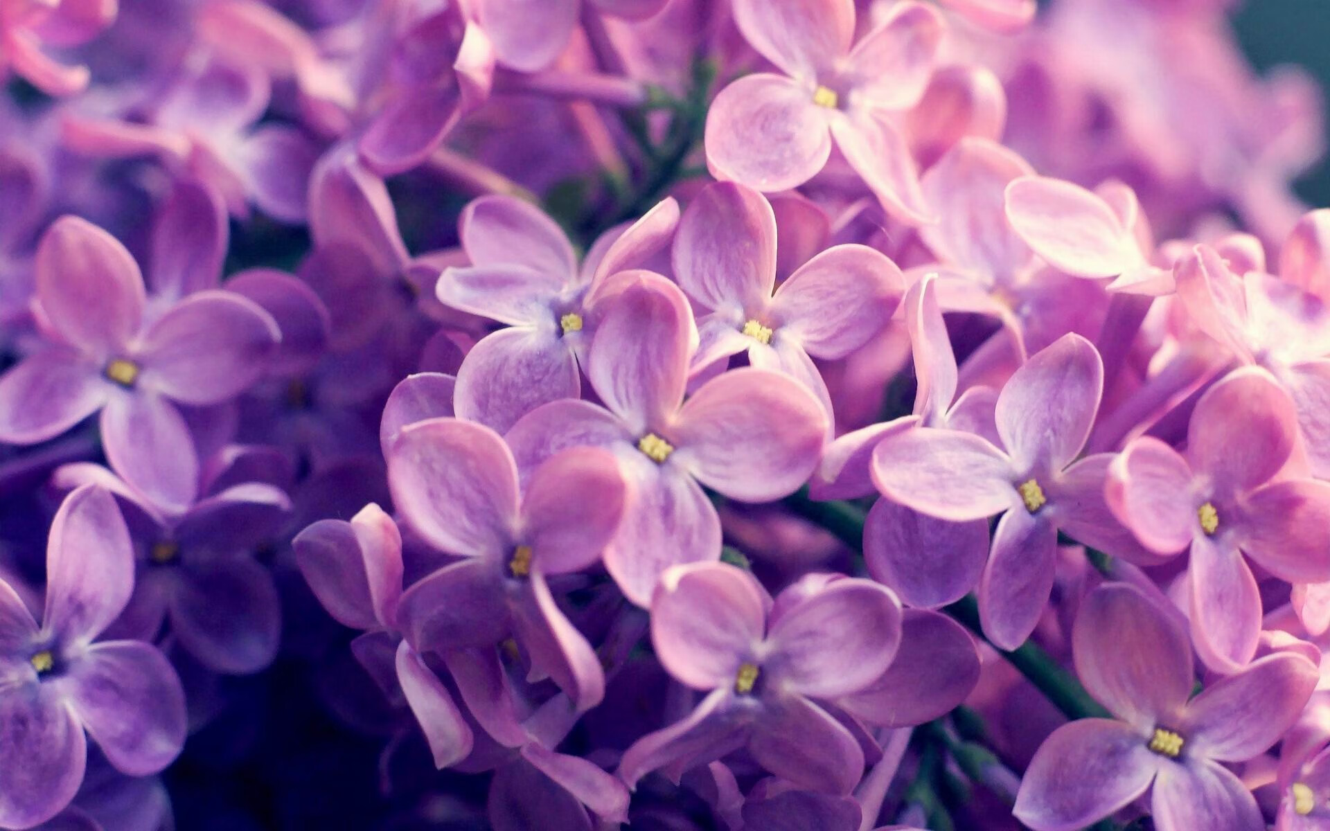 上海绿地申花对阵上海上港,一场内战将谁笑到最后取胜?,上海绿地申花阵容