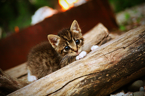 阿森纳2-1西汉姆,稳固前四位置,阿森纳3-3西汉姆联