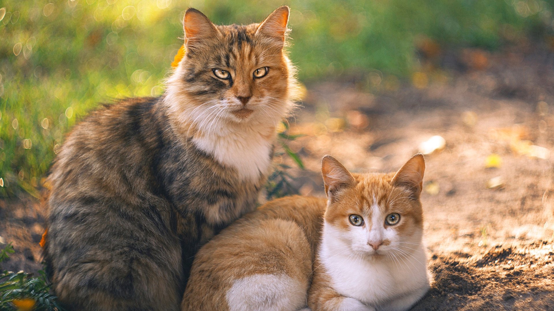 国足技战术模式与比赛节奏适配研究,国足阵容战术