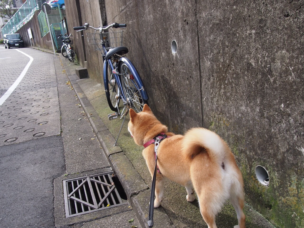 南美足球崛起:未来的世界足球新力量?,南美足球强吗