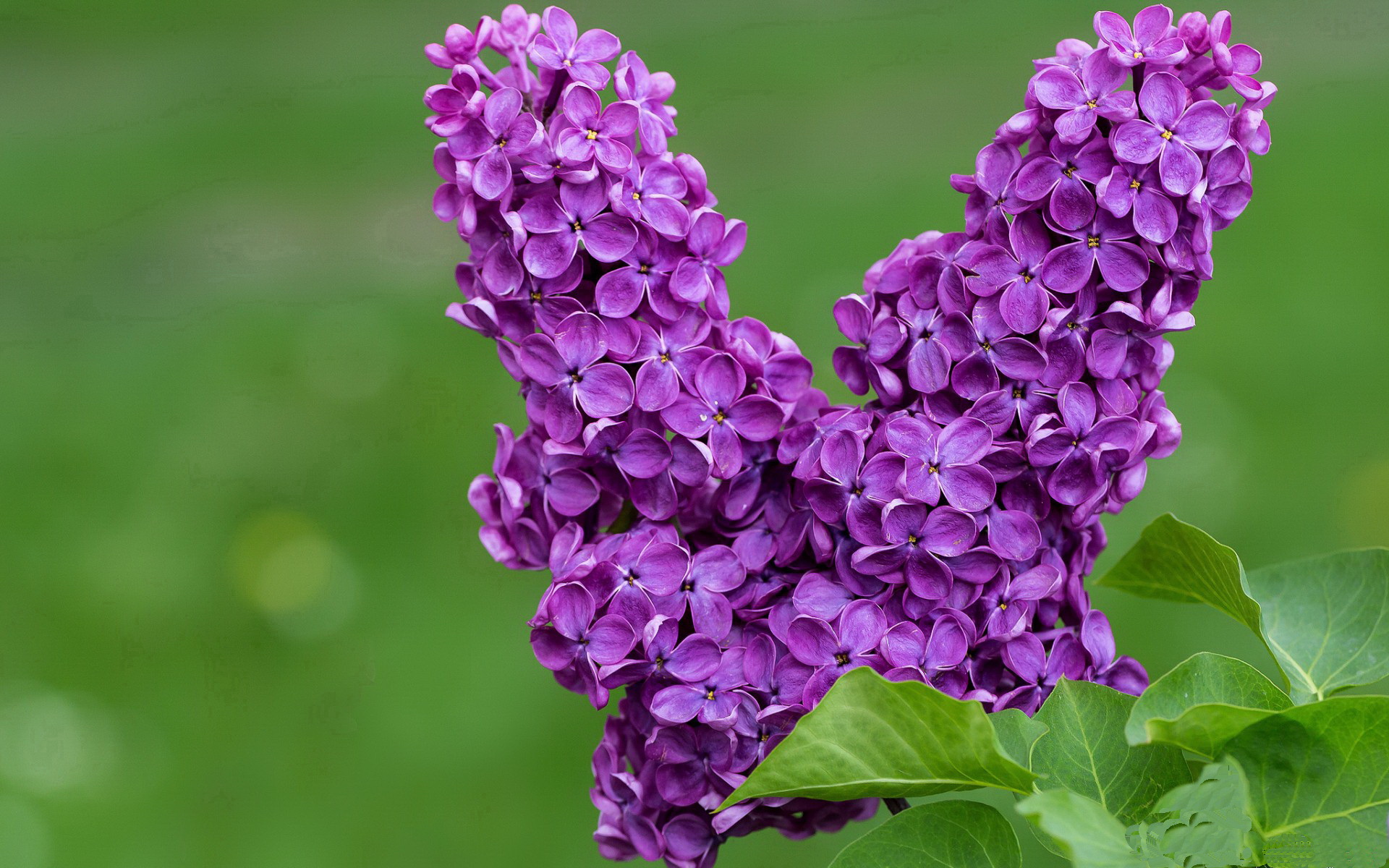 五大联赛无人问津球员如何靠机会重获关注,五大联赛的球星