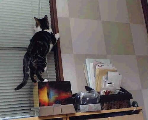 内线球员在快节奏体系下的功能性演变,内线球员的主要作用