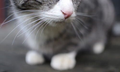 赛季初转会对战术融合与配合同步性的影响,新赛季转会消息