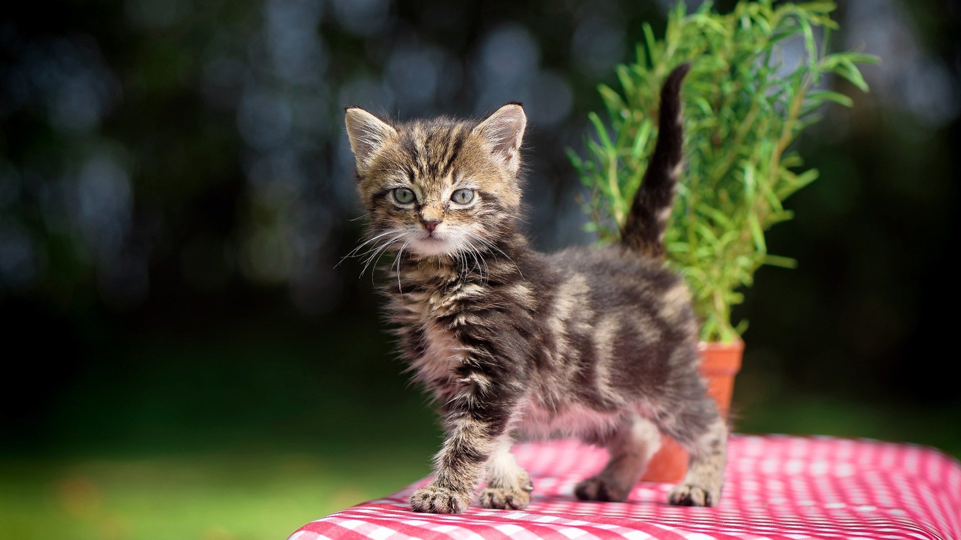 多支球队陷入积分胶着阶段每场比赛都牵动排名走势,球队积分表