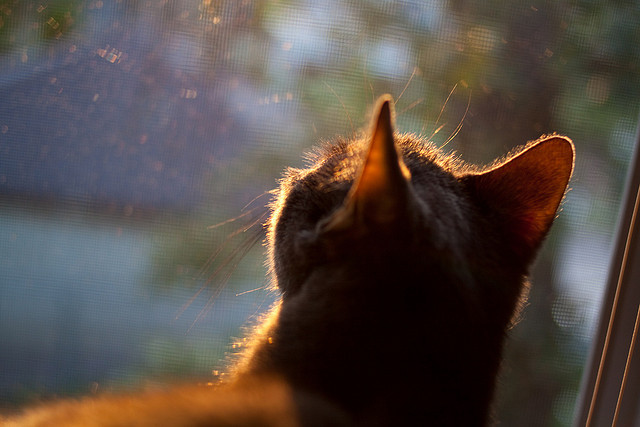 爱游戏体育APP下载-青训学校设置足球日主题活动激发学生兴趣参与，关于开展青少年校园足球活动的通知